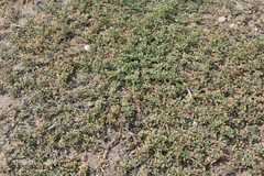 Glinus oppositifolius